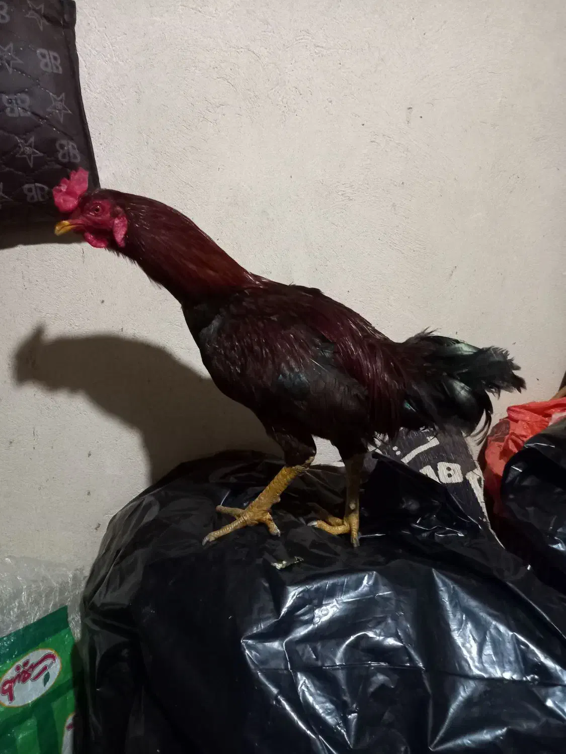 خروس لاری|حیوانات مزرعه|فسا, |دیوار