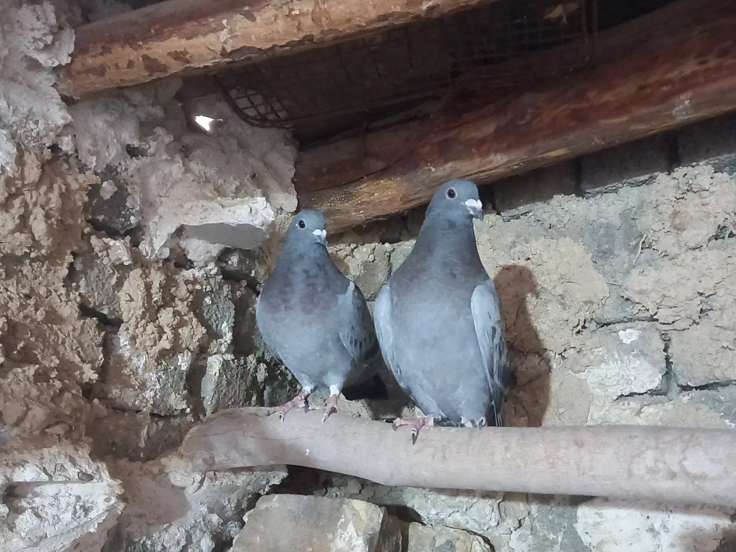 پرنده|پرنده|نورآباد ممسنی, |دیوار