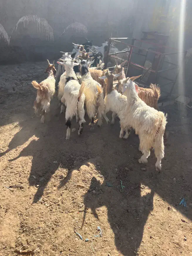 ۱۸ راس بزغاله نر جنس خالص|حیوانات مزرعه|قم, شهرک امام حسین|دیوار