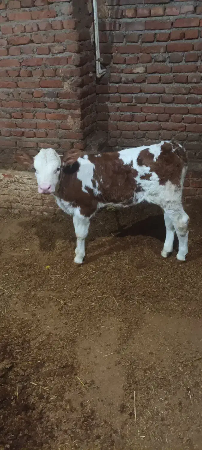 گوساله سیمیتال درجه یک ماده|حیوانات مزرعه|سراجو, |دیوار