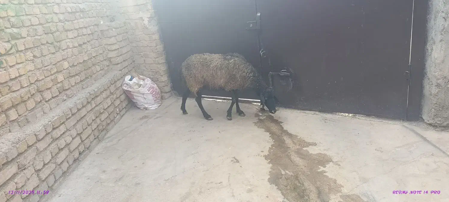 آبستن سر پستان جوان|حیوانات مزرعه|کرج, حسین آباد (اکبر آباد)|دیوار