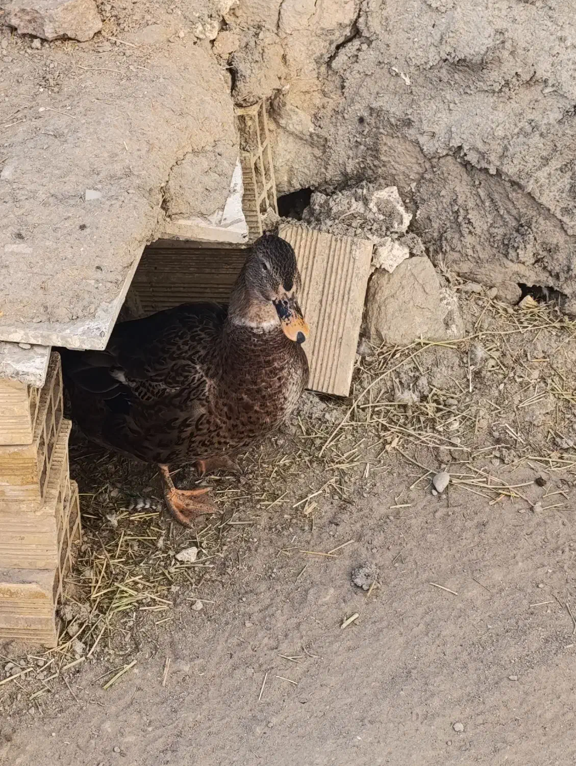 غاز و اردک|حیوانات مزرعه|خاروانا, |دیوار