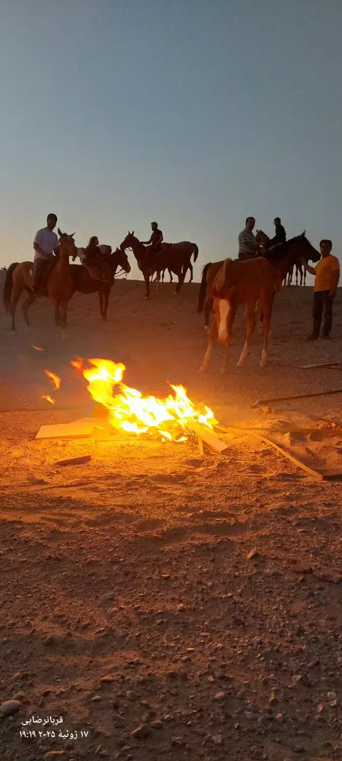 ورزش وتفریح وشادی|اسب و تجهیزات اسب‌سواری|یزد, |دیوار