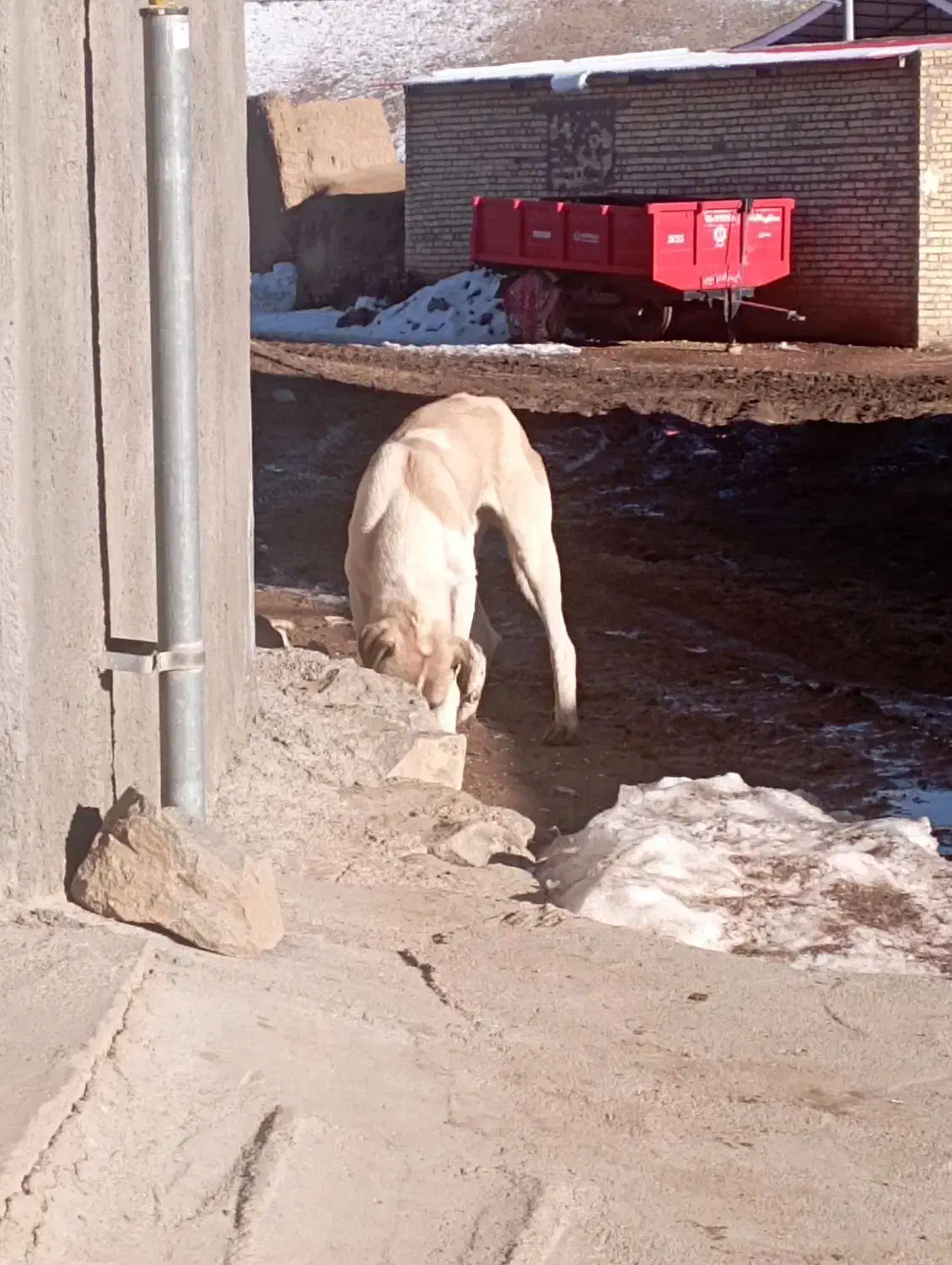 توله سگ نر فروشی|سگ|کرانی, |دیوار