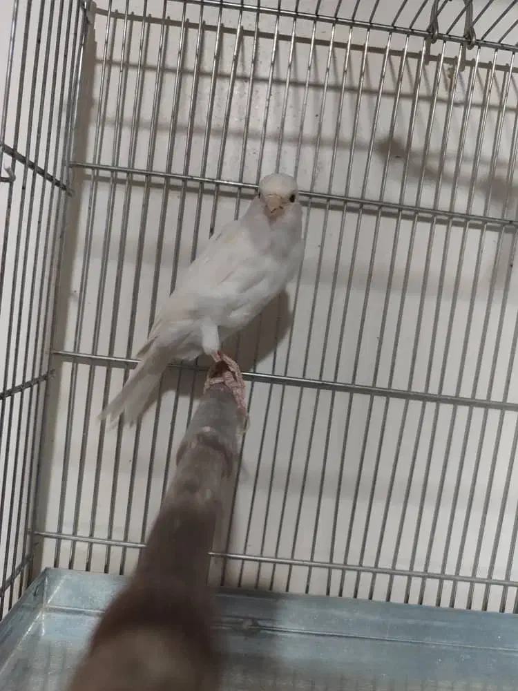 فروش فوری یک جفت قناری آماده،نروماده|پرنده|تهران, تهرانسر شمالی|دیوار