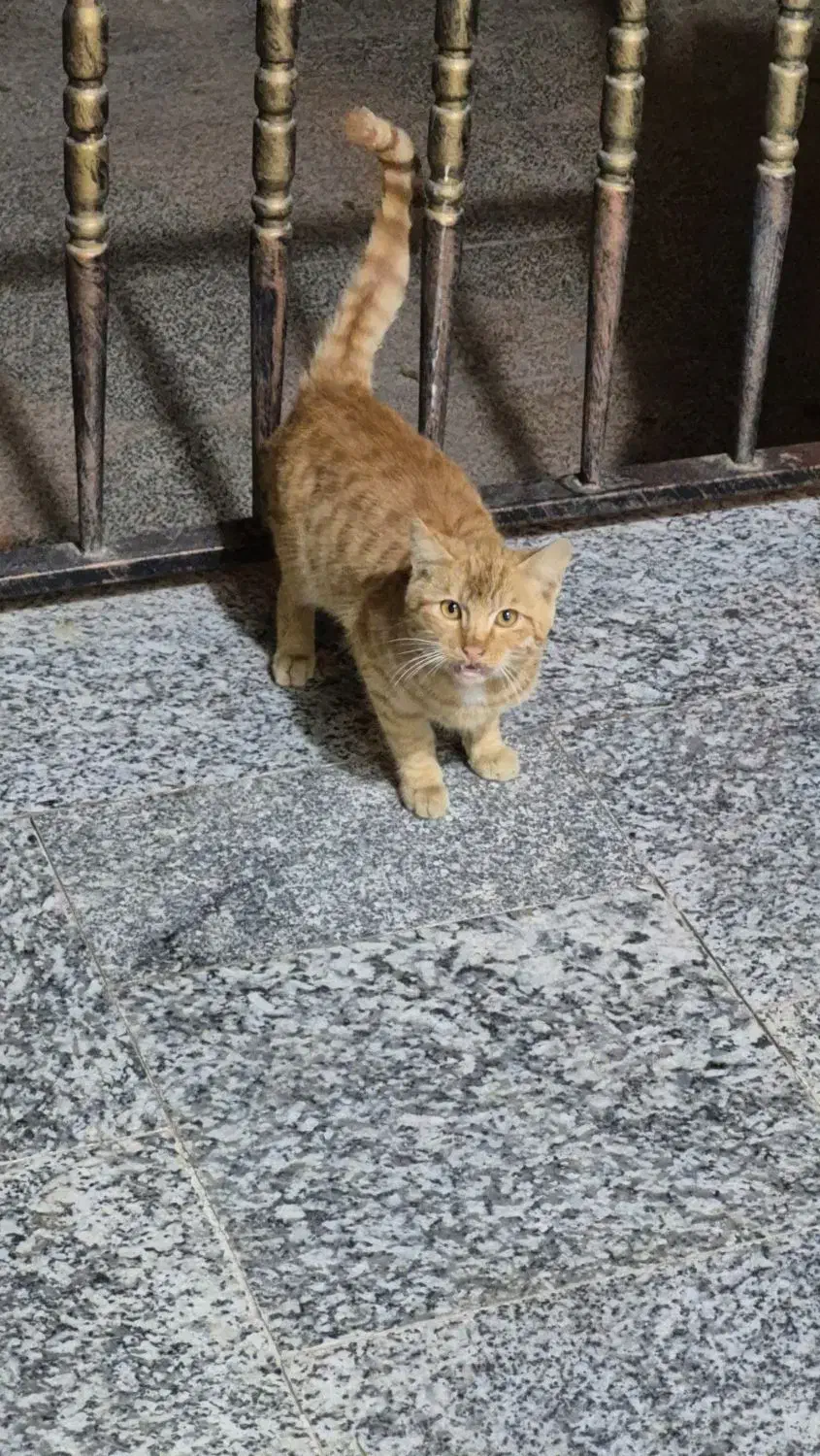 واگذاری رایگان تعدادی گربه|گربه|خمینیشهر, |دیوار