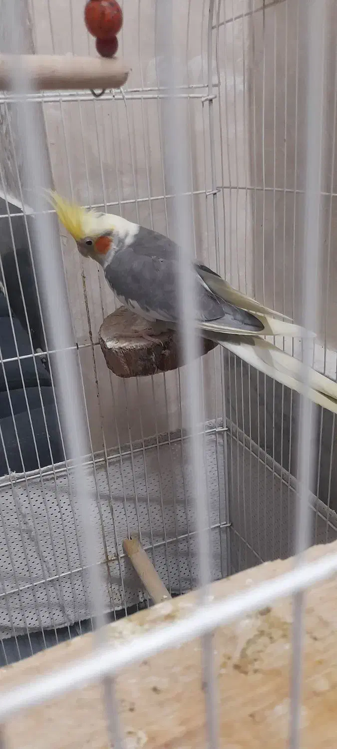 یک جفت عروس هلندی مولد به همراه ۳ عدد جوجه.|پرنده|چهاردانگه (تهران), |دیوار