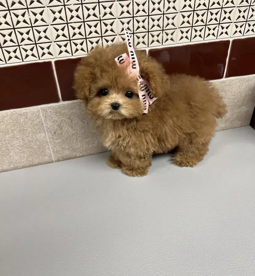 سگ زیبا|سگ|کرمان, |دیوار