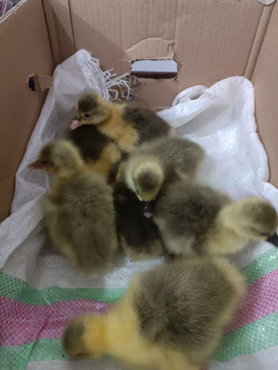 جوجه غاز 2 روزه|حیوانات مزرعه|مرزیکلا, |دیوار