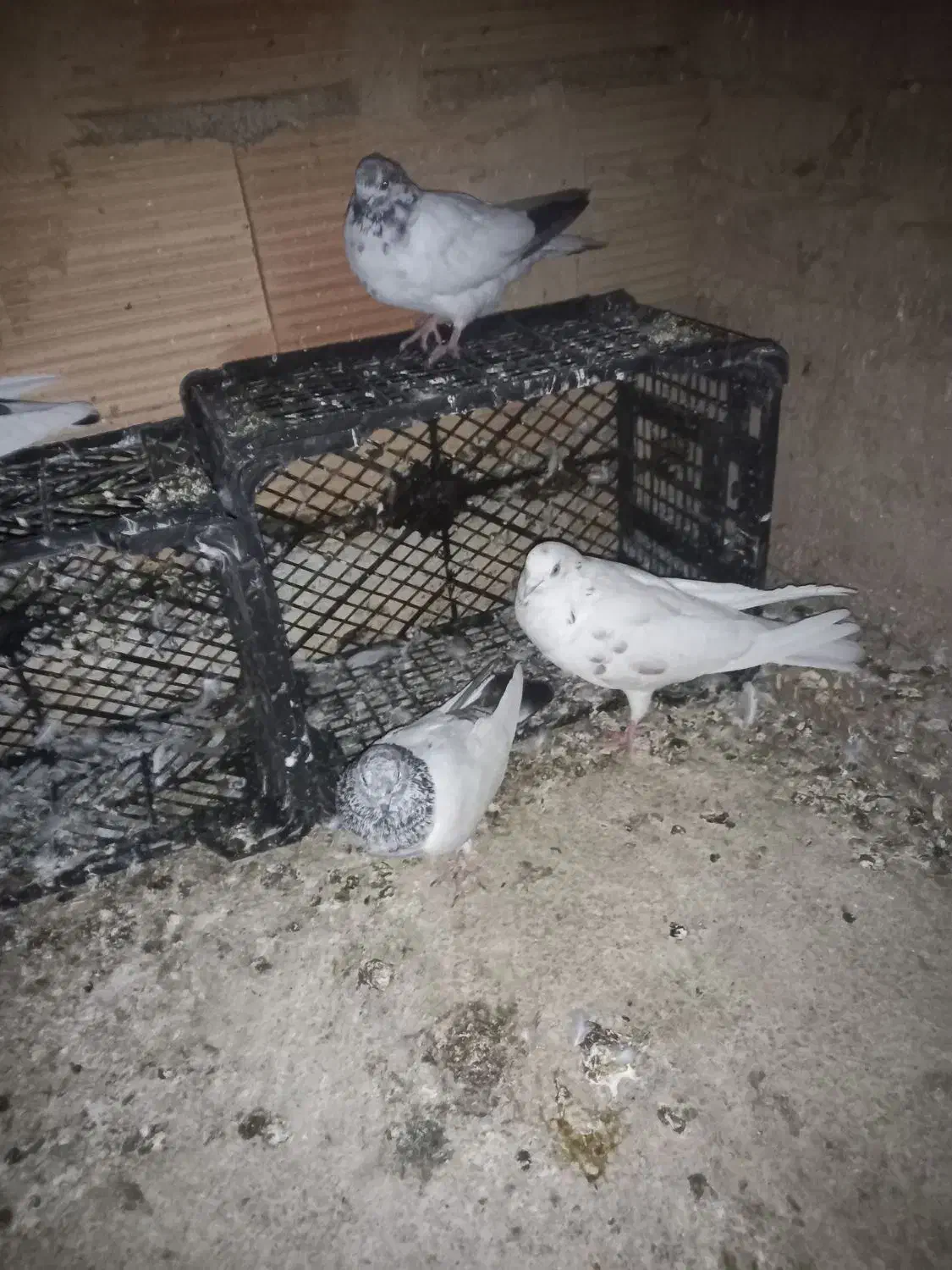 کبوتر پرشی|پرنده|پاکدشت, پاکدشت (مامازند)|دیوار