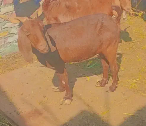 بز ابستن ..|حیوانات مزرعه|زاهدان, |دیوار