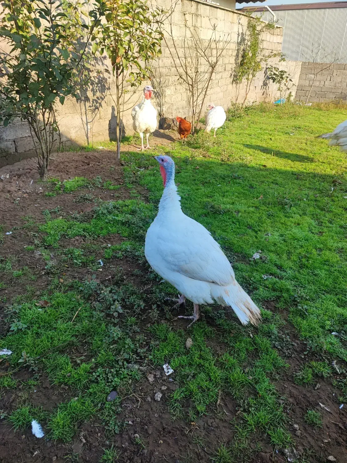 بوقلمون بیوتی|حیوانات مزرعه|کیاشهر, |دیوار