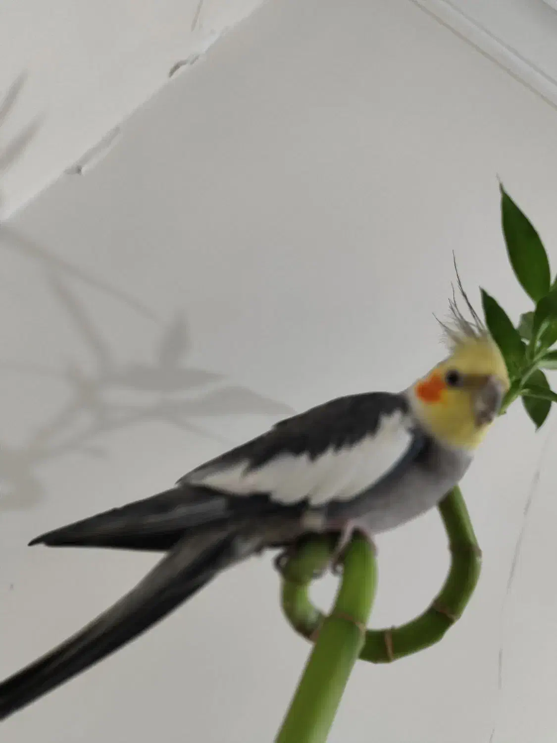 عروس هلندی نر|پرنده|مشکین‌دشت, |دیوار