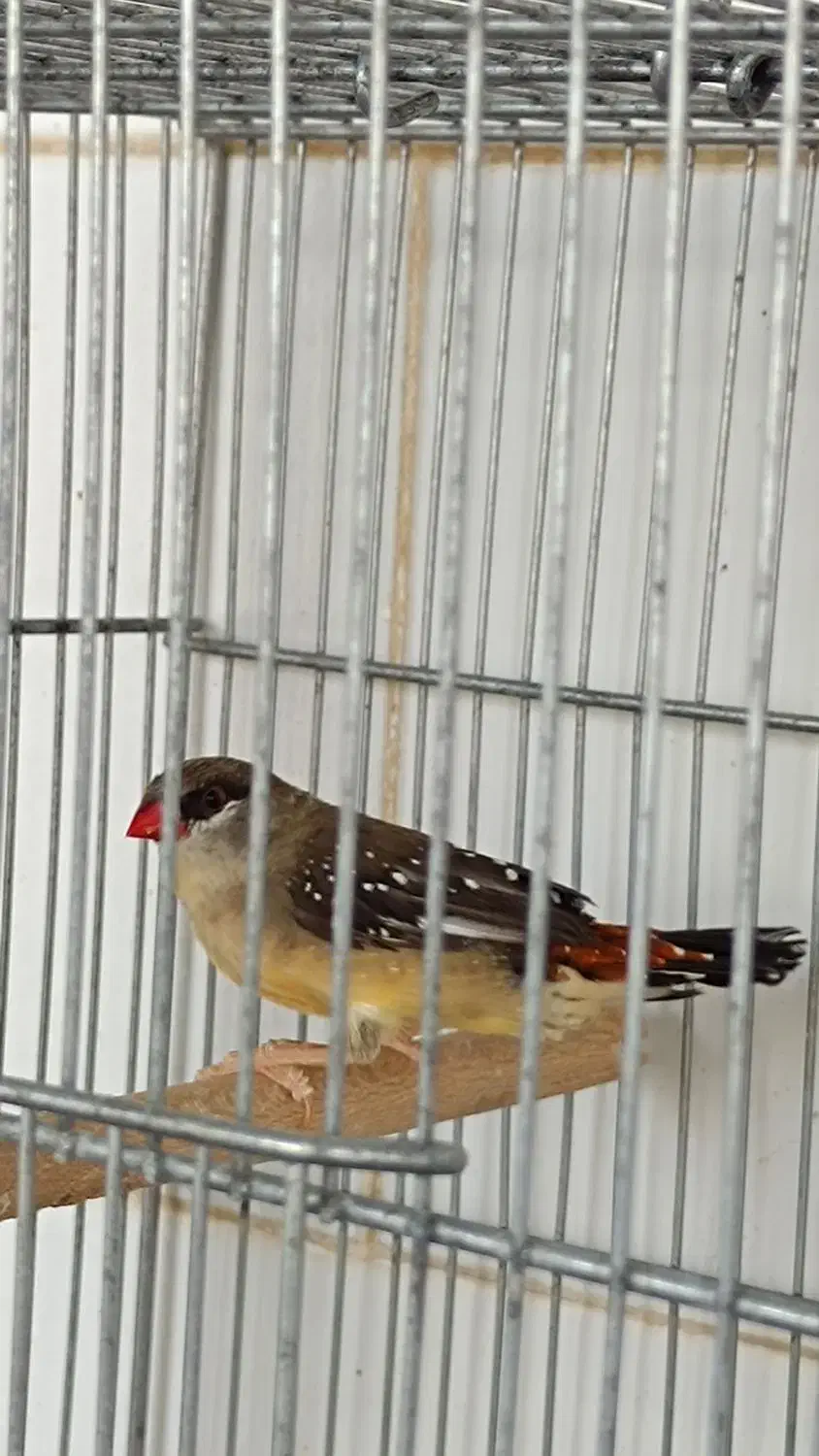 فنچ توت فرنگی|پرنده|مرودشت, ژیان|دیوار