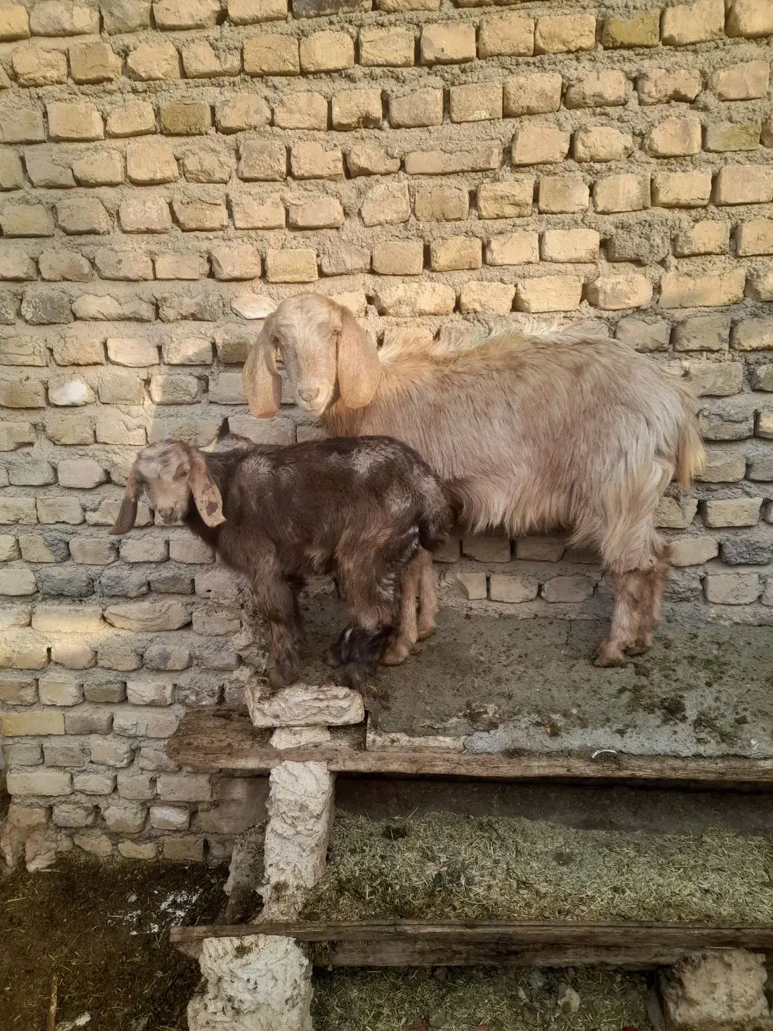 بزو بزغاله|حیوانات مزرعه|تربت‌حیدریه, منظر|دیوار