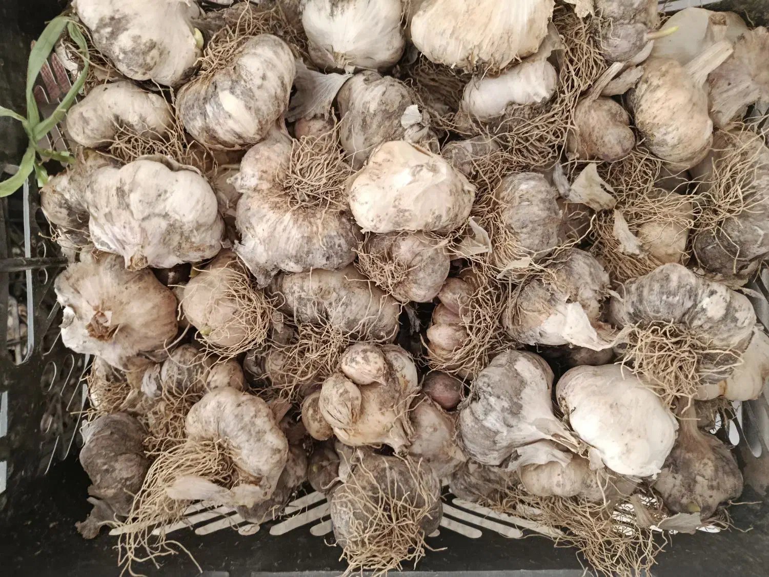 سیر درجه یک بذری|خوردنی و آشامیدنی|سردرود, |دیوار