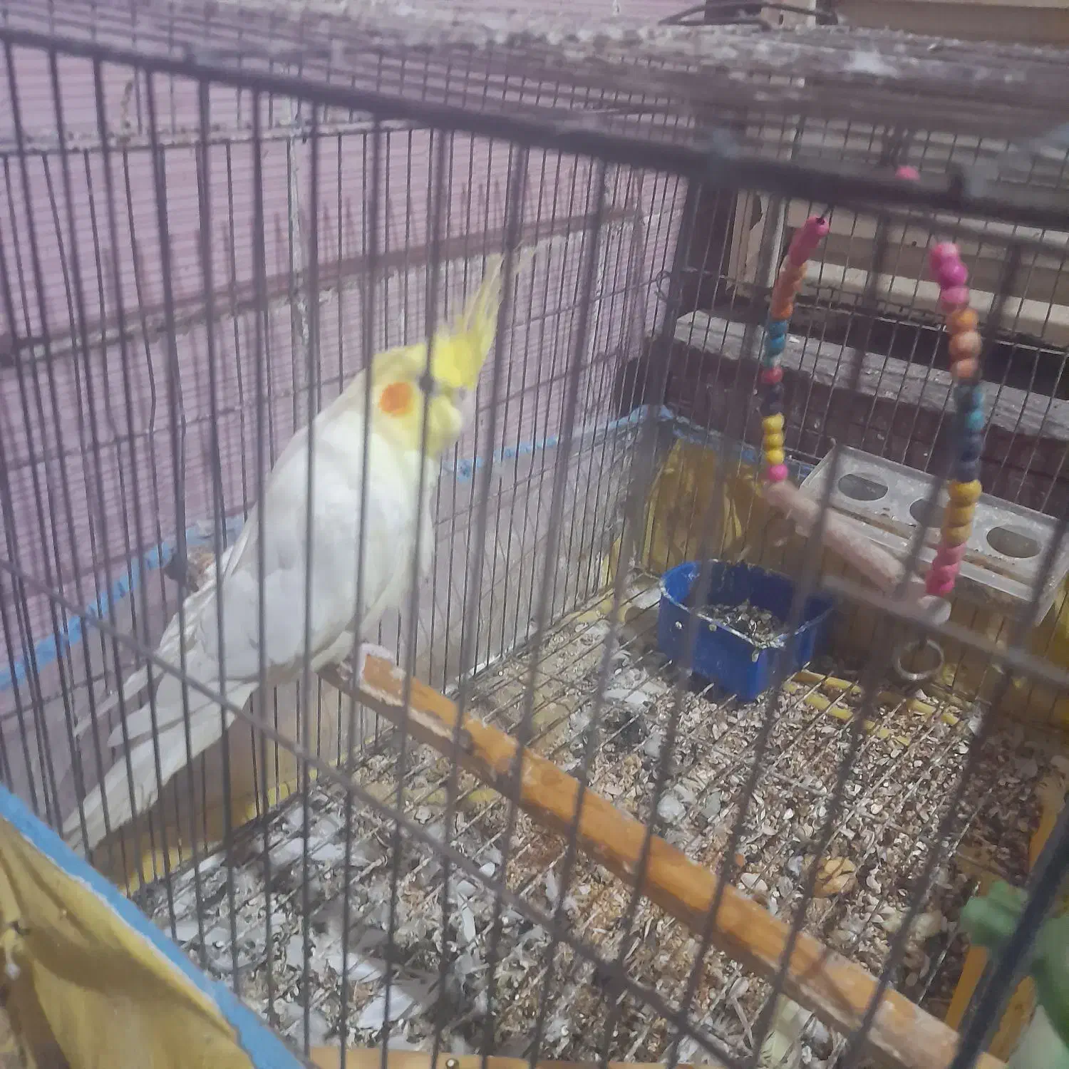 عروس هلندی نر|پرنده|بندر گناوه, |دیوار