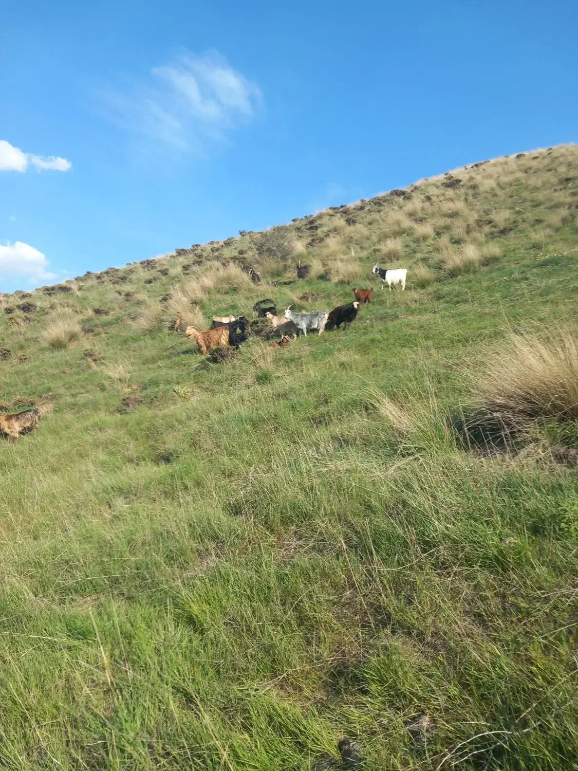 خریدوفروش دام سبک و سنگین|حیوانات مزرعه|هشتگرد, خور|دیوار