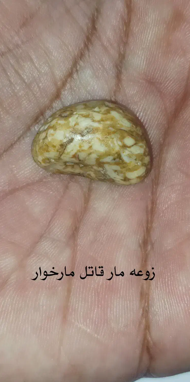 مهره (زوعه مار)اصل|کلکسیون اشیاء عتیقه|برازجان, |دیوار