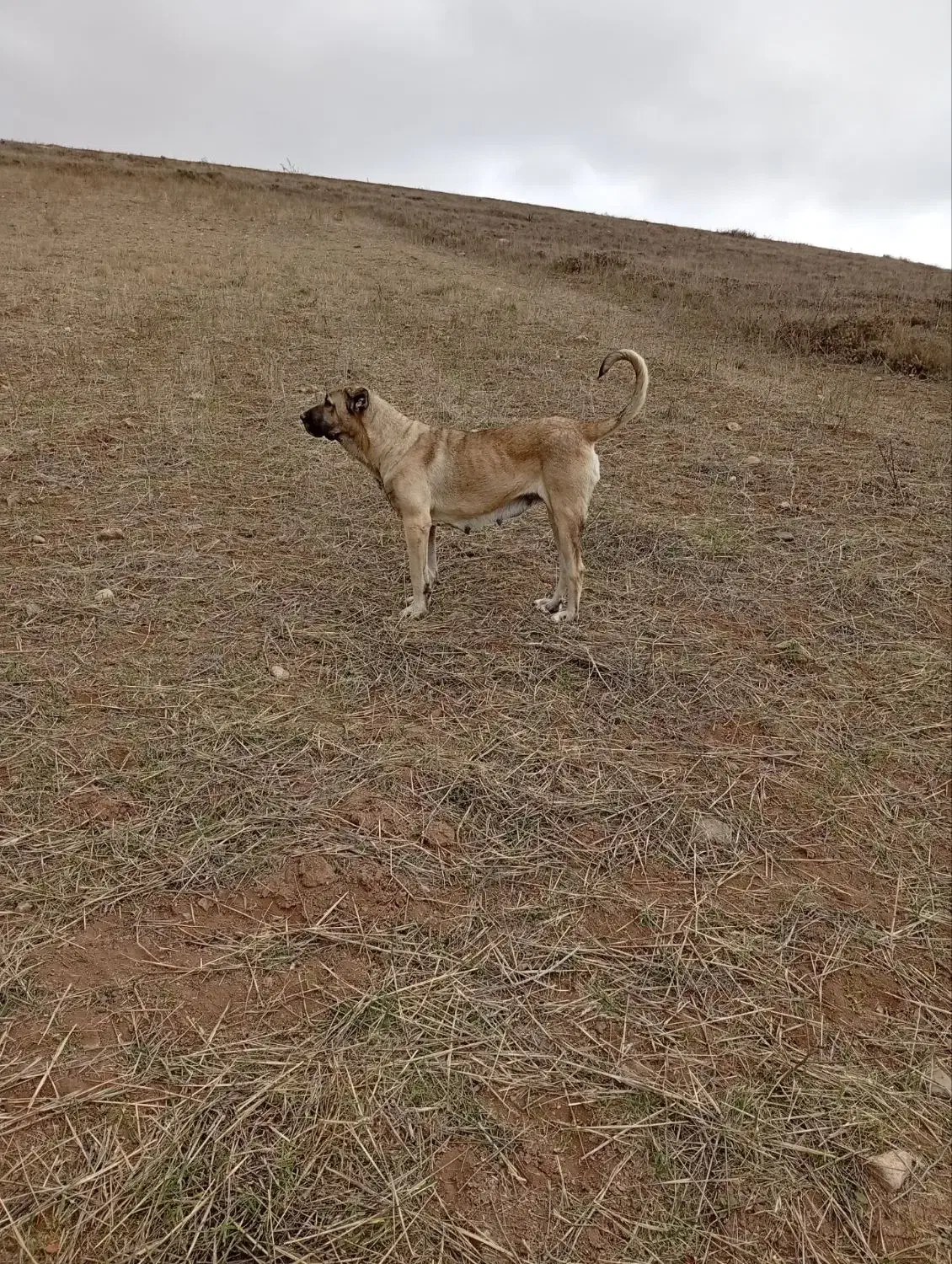 ماده سرابی|سگ|اردبیل, |دیوار