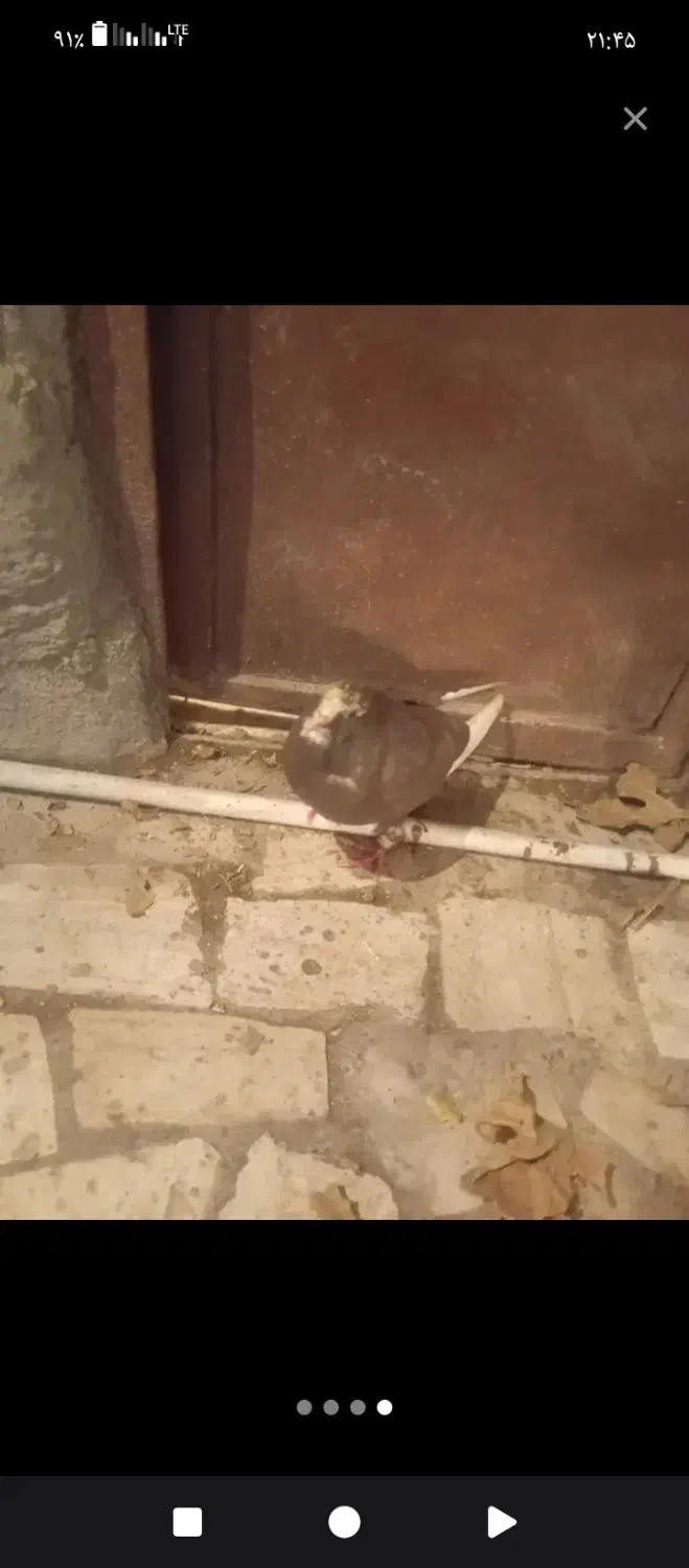 پنج عدد کفتر|پرنده|کرمان, |دیوار