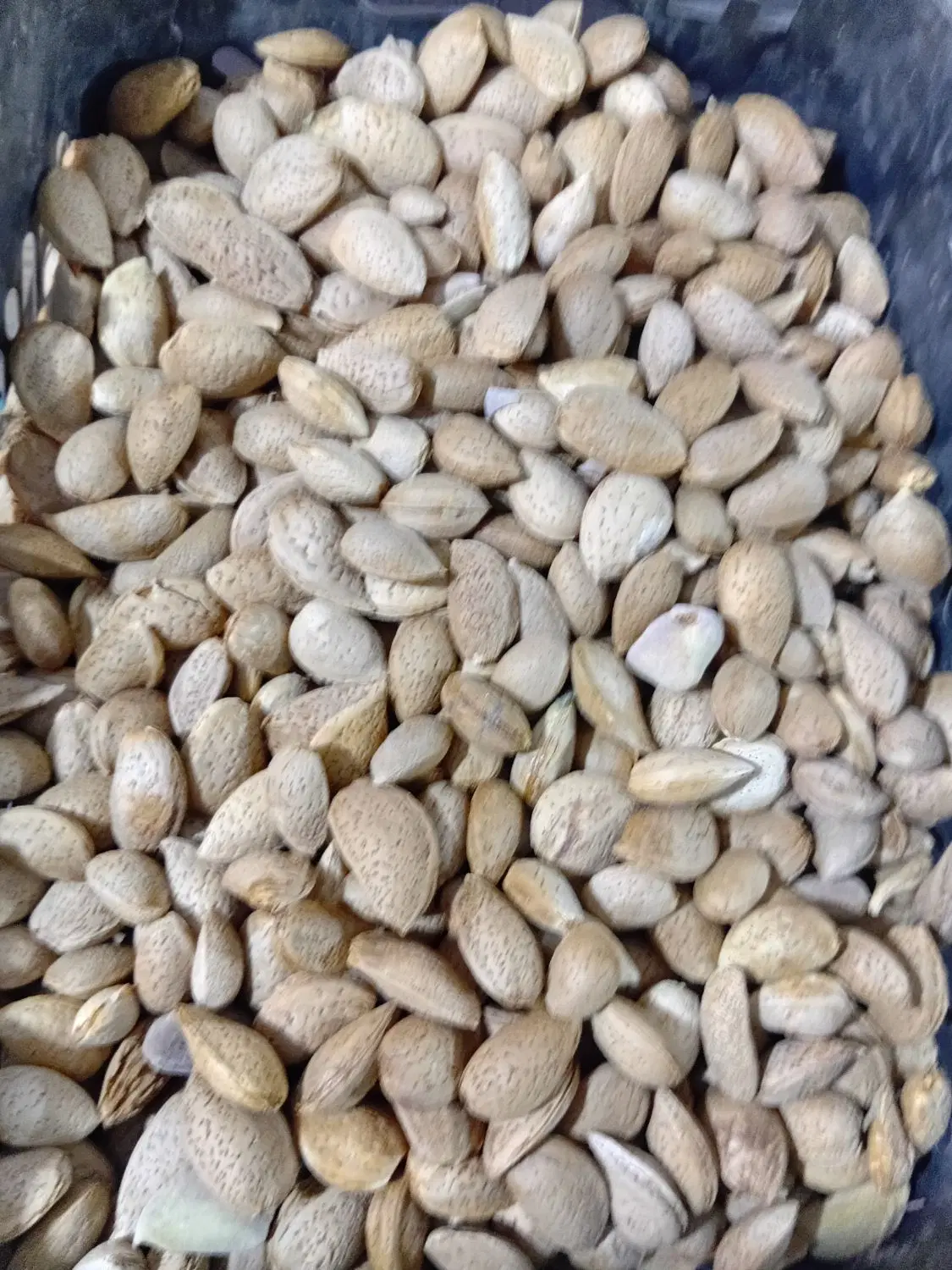 بادام درختی|خوردنی و آشامیدنی|تهران, تهرانپارس جنوبی|دیوار