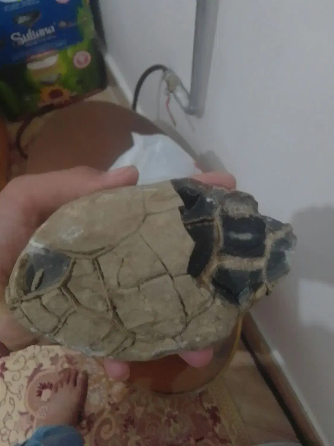 سنگ|کلکسیون اشیاء عتیقه|قوچان, |دیوار