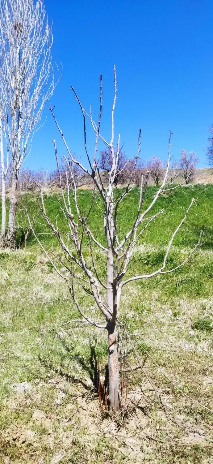 هرس انواع درختان مثمر و غیر مثمر|خدمات باغبانی و درختکاری|مهاباد (آذربایجان غربی), |دیوار