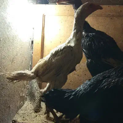 دوتا جوجه مرغ لاری قلم سبز|حیوانات مزرعه|قدس, شهرقدس|دیوار