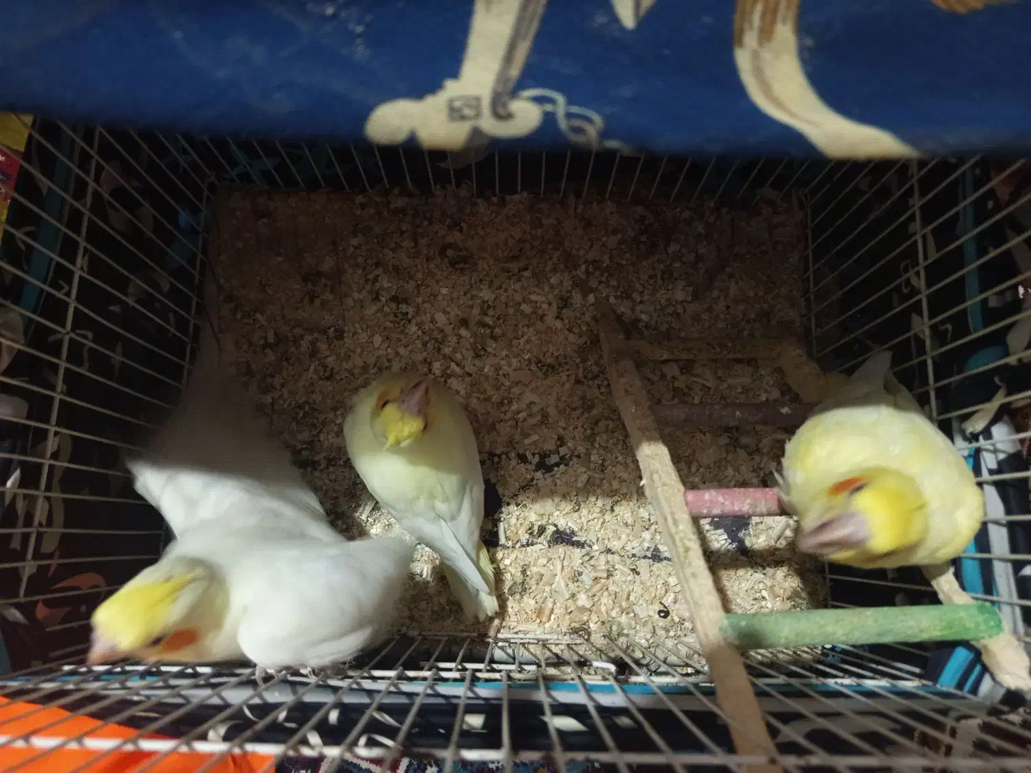 جوجه عروس سرلاکی ۳ تا|پرنده|قرچک, شهرک طلائیه|دیوار