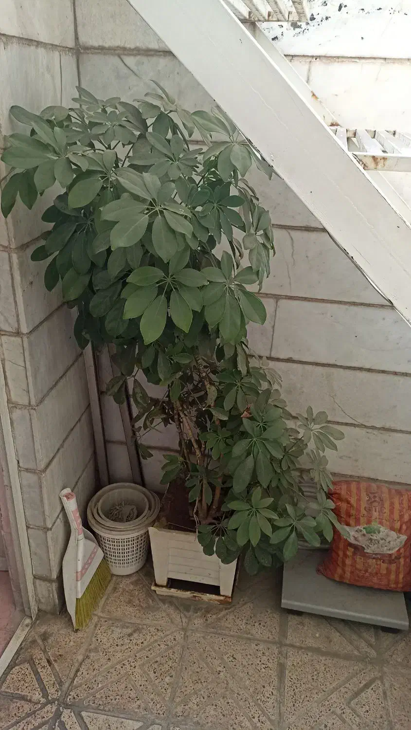 گلدان بزرگ بنسای ابلق شفلرا|گل و گیاه طبیعی|تهران, استاد معین|دیوار