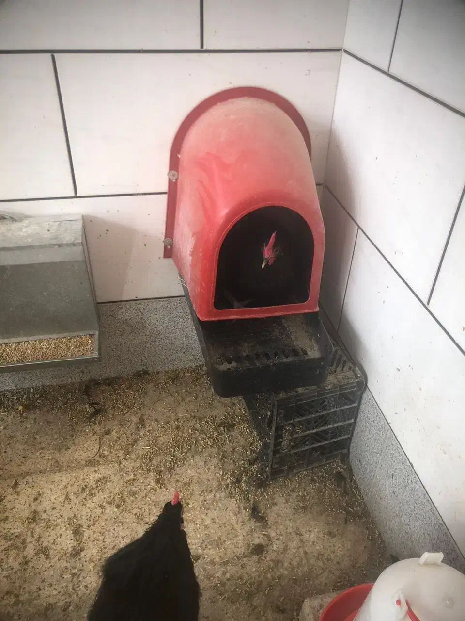 مرغ و خروس استرالوپ|حیوانات مزرعه|خمینیشهر, |دیوار