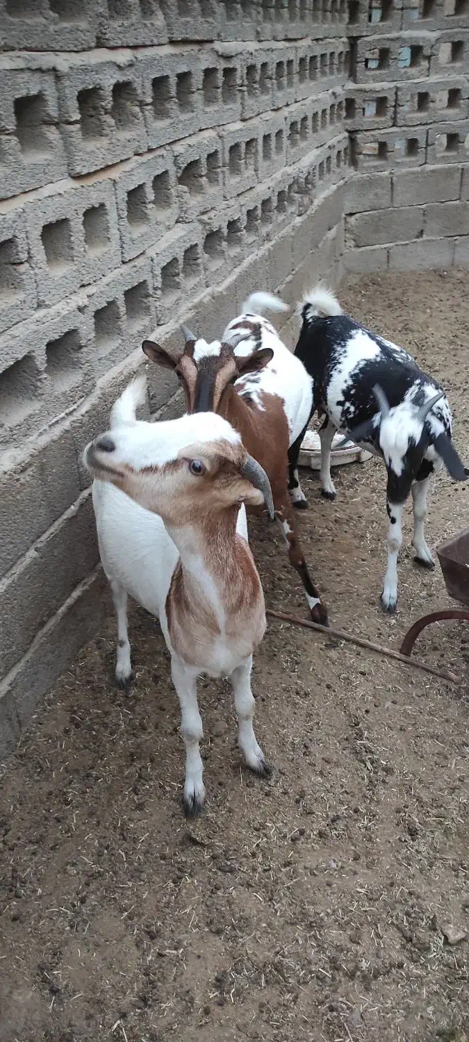 کهره گیسه داشتی آبستن|حیوانات مزرعه|خمیر, |دیوار