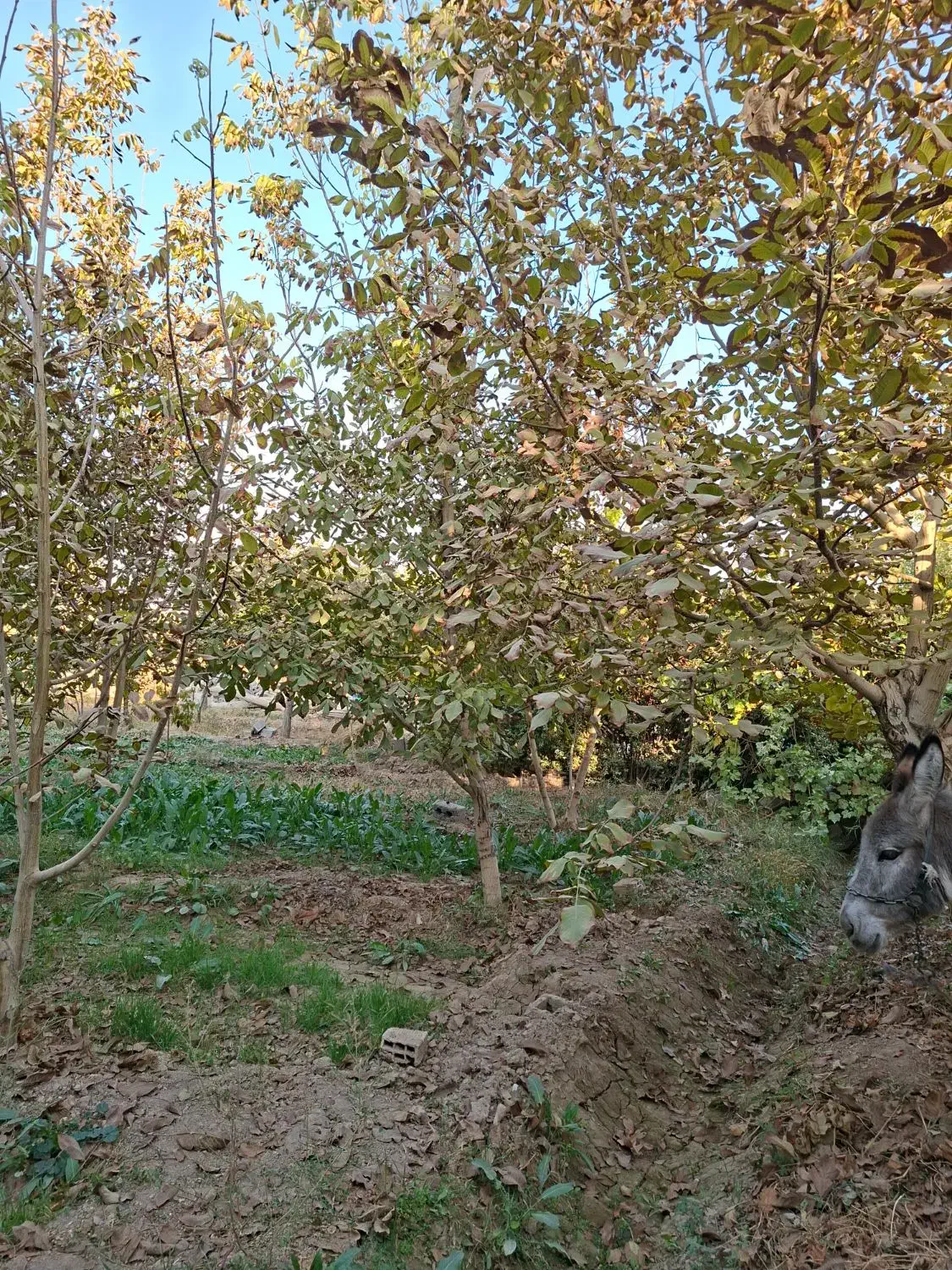 اجاره باغ در طبیعت بکر|اجارهٔ کوتاه‌مدت ویلا و باغ|فلاورجان, |دیوار