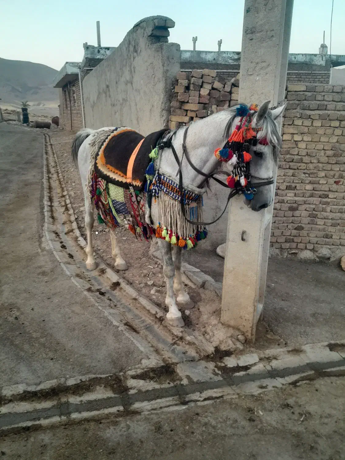 سلام مادیان سواری ۴ساله درجه یک سالم|اسب و تجهیزات اسبسواری|کرمانشاه, |دیوار