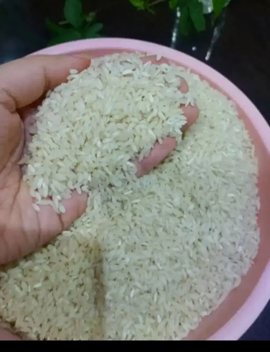 برنج چمپا درجه یک 290|خوردنی و آشامیدنی|لردگان, |دیوار