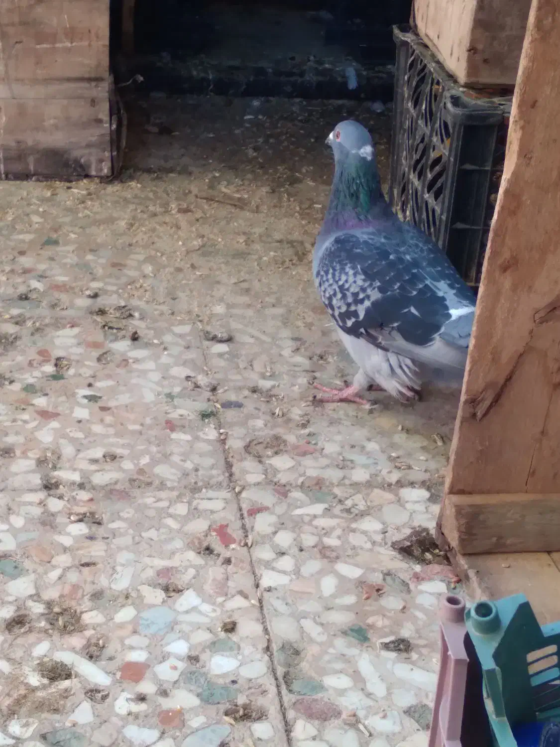 دوعدد کبوتر پلاکی|پرنده|آبادان, |دیوار