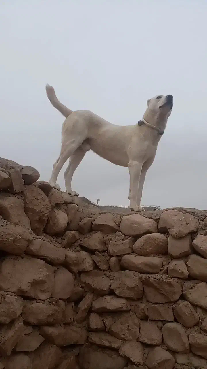 سگ واگذاری|سگ|فاروج, |دیوار