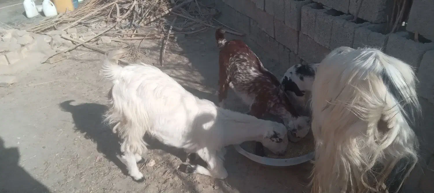 ۳عدد گوسفند|حیوانات مزرعه|کهنوج, |دیوار