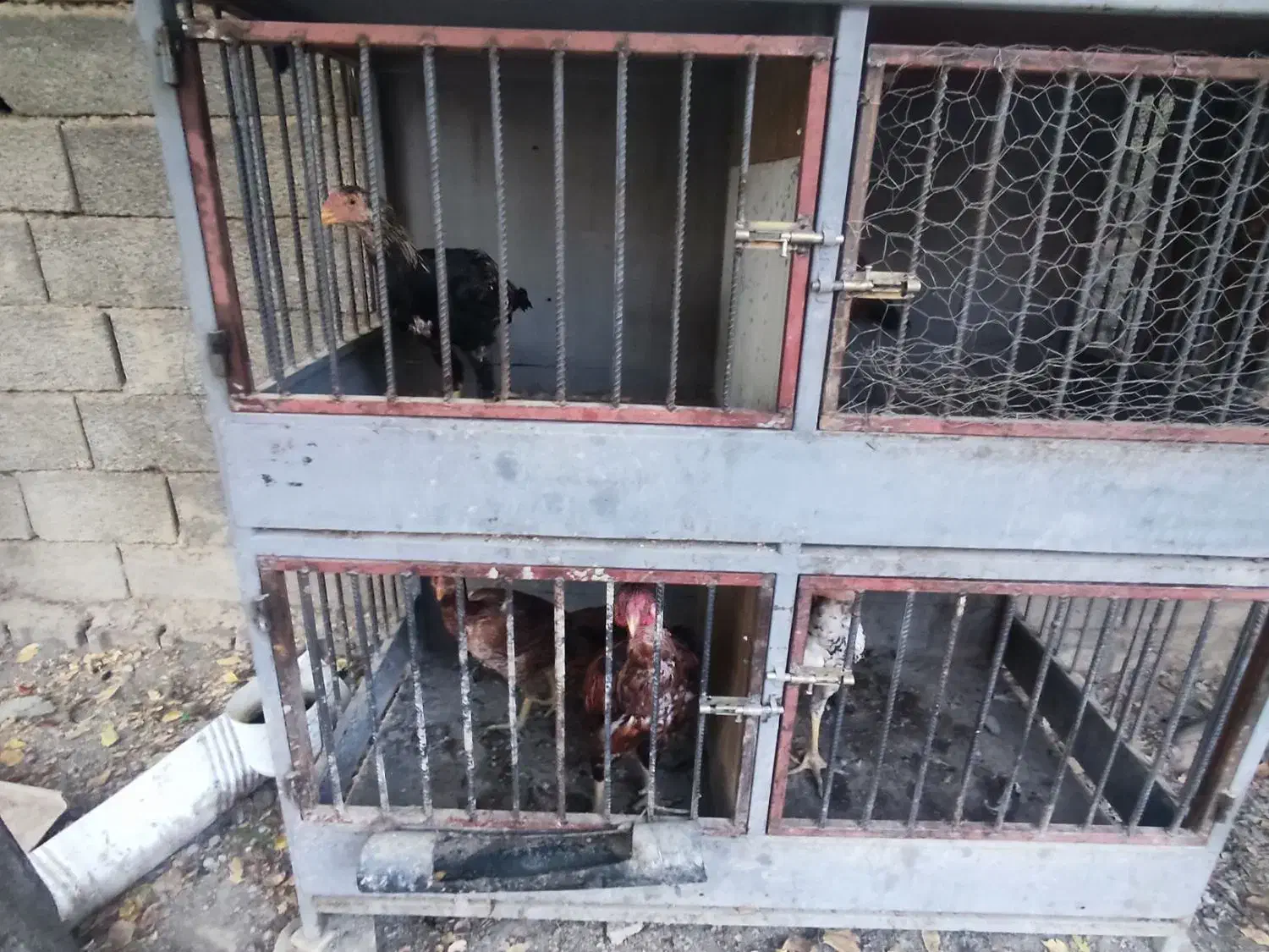 خروس،مرغ و جوجه لاری با قفس|پرنده|رامجین, |دیوار