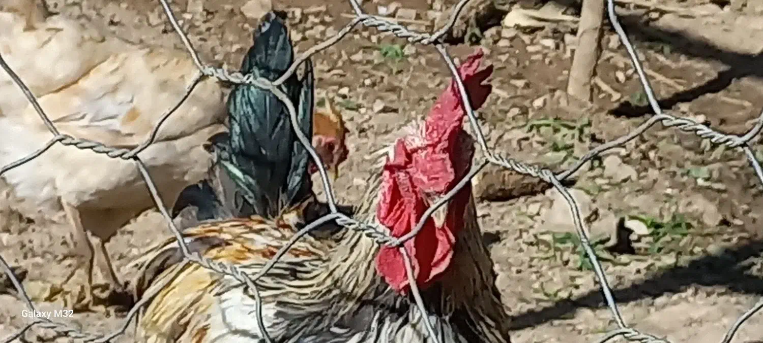 خروس|پرنده|قلعه شاهین, |دیوار