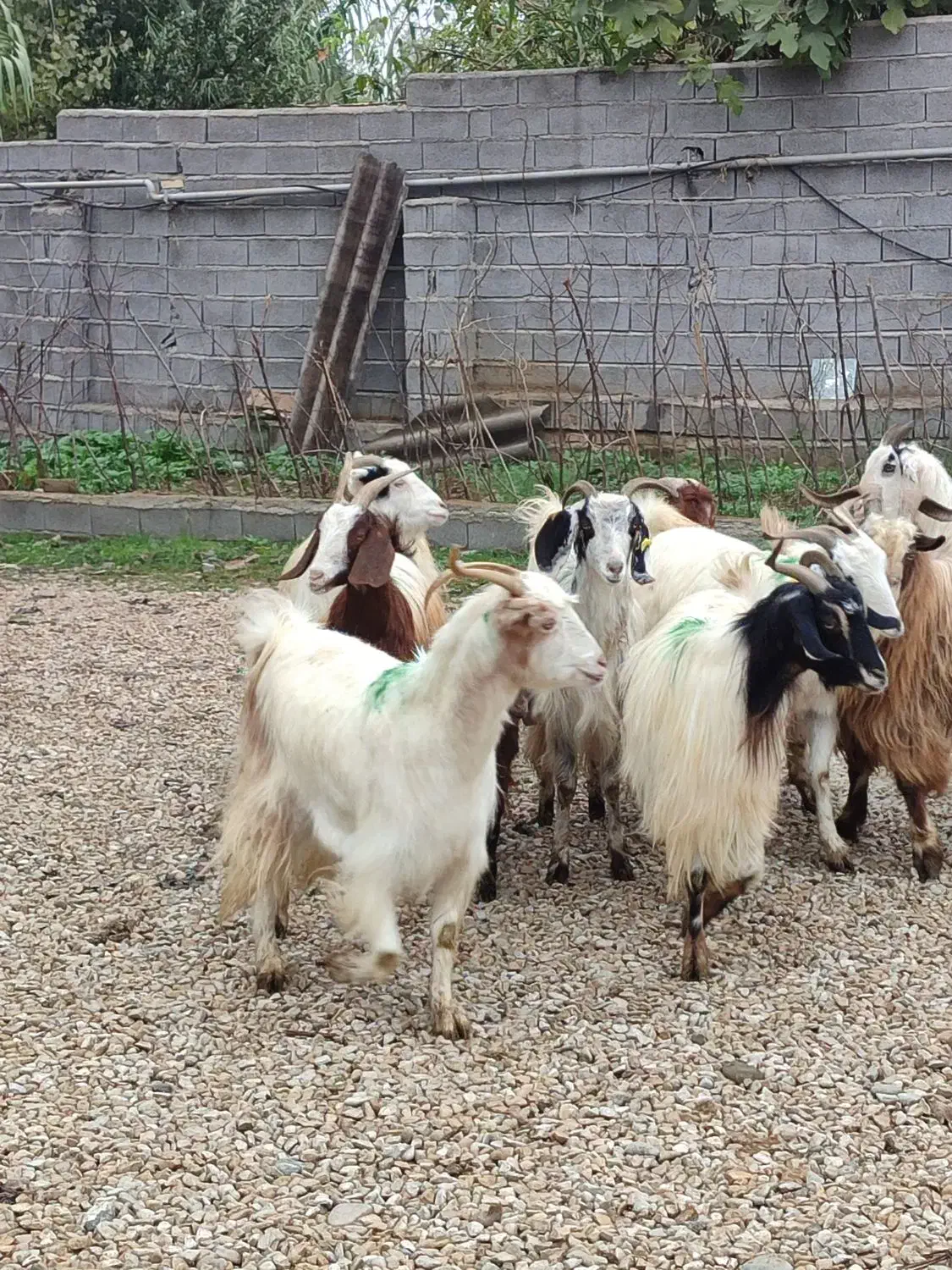 گوسفند زنده وبز آبستن وکشتاری درجه یک|حیوانات مزرعه|قائم‌شهر, |دیوار