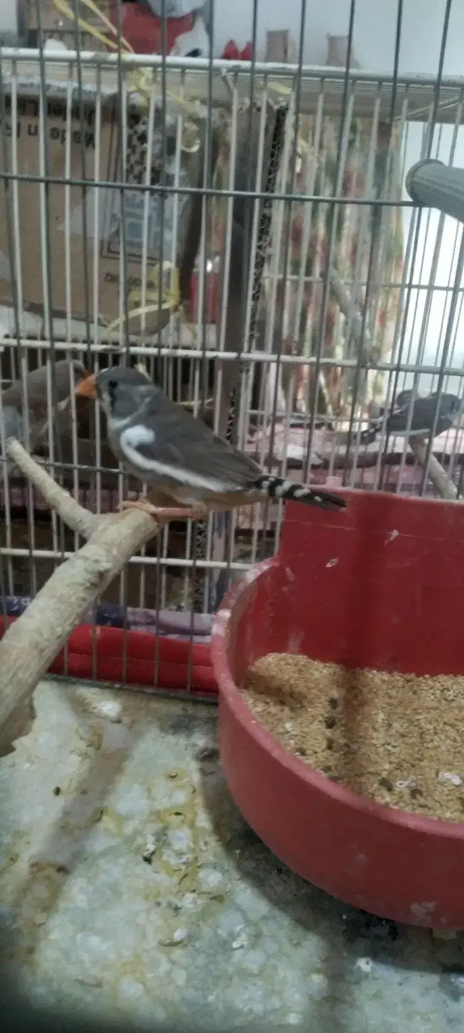 فنچ زبرا نر و ماده|پرنده|ری, دیلمان|دیوار