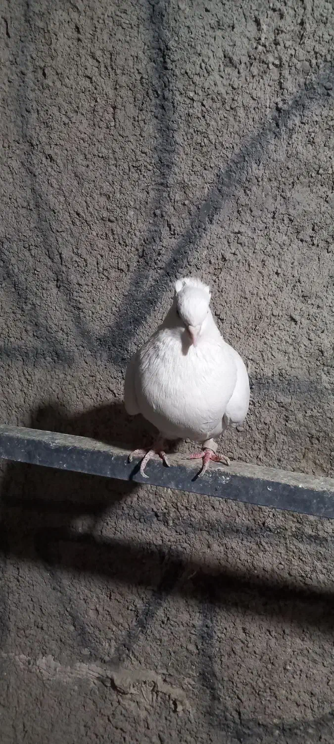 کفتر سفید ماده|پرنده|تهران, مشیریه|دیوار