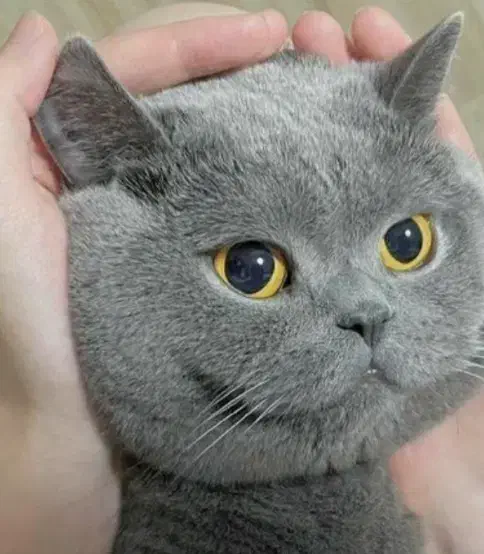 بیرتیش اسکاتیش/بلو دبل فلد/۲ماهه اصیل/آپارتمانی|گربه|فردیس, شهرک ناز|دیوار