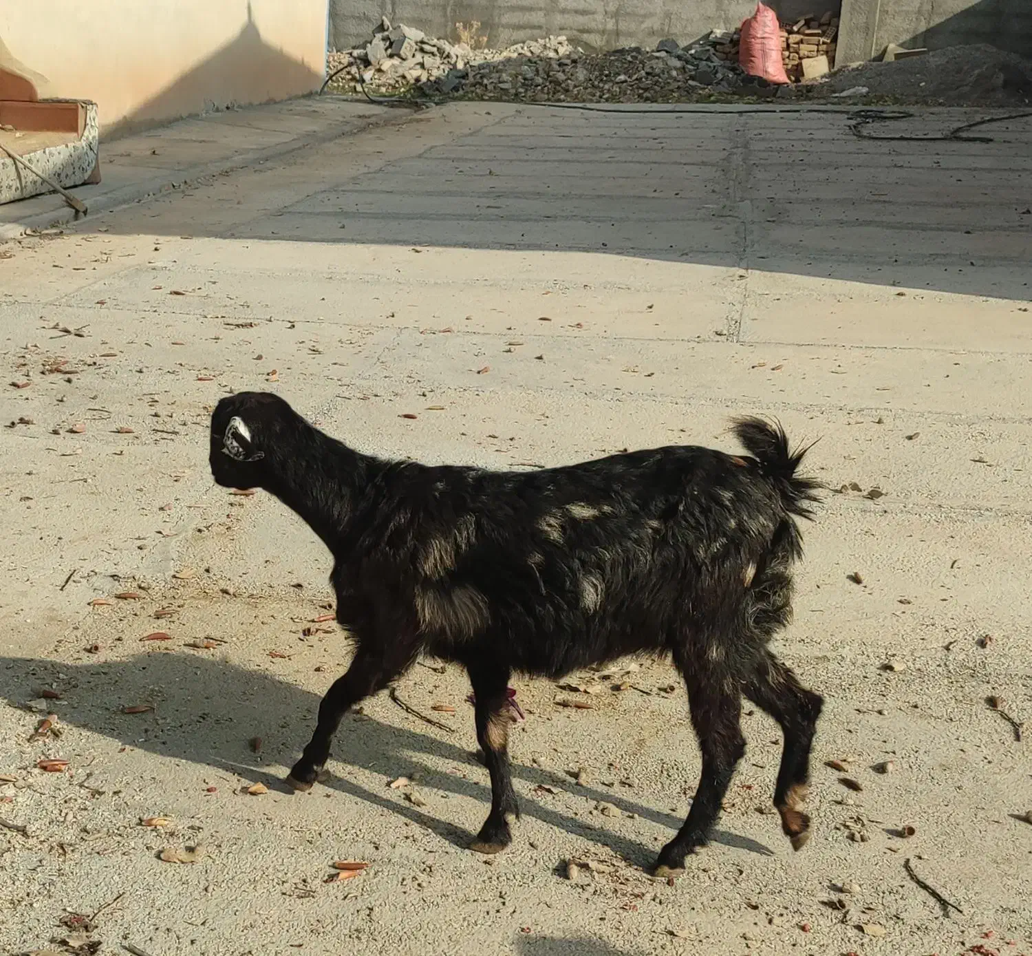 بز دوقلو زا نژاد دار یکماه ابستن|حیوانات مزرعه|ایلام, |دیوار