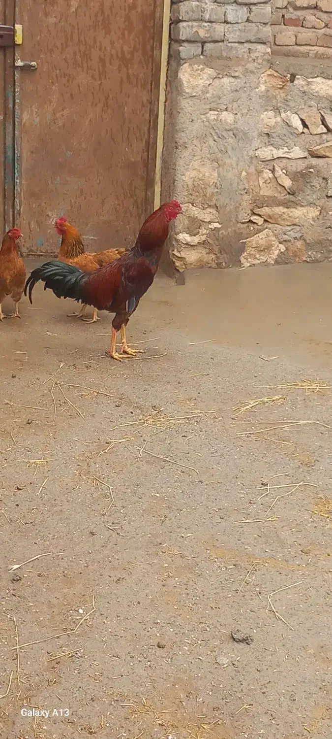 خروس لاری|حیوانات مزرعه|قیدار, |دیوار