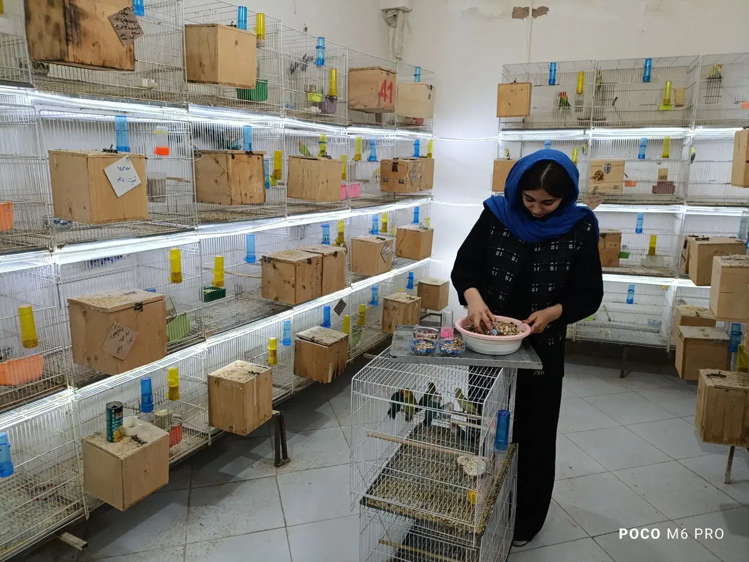 پرورش خانم اقامولد جوجه نرماده کوتوله عروس گرینچیک|پرنده|مشهد, آبکوه|دیوار