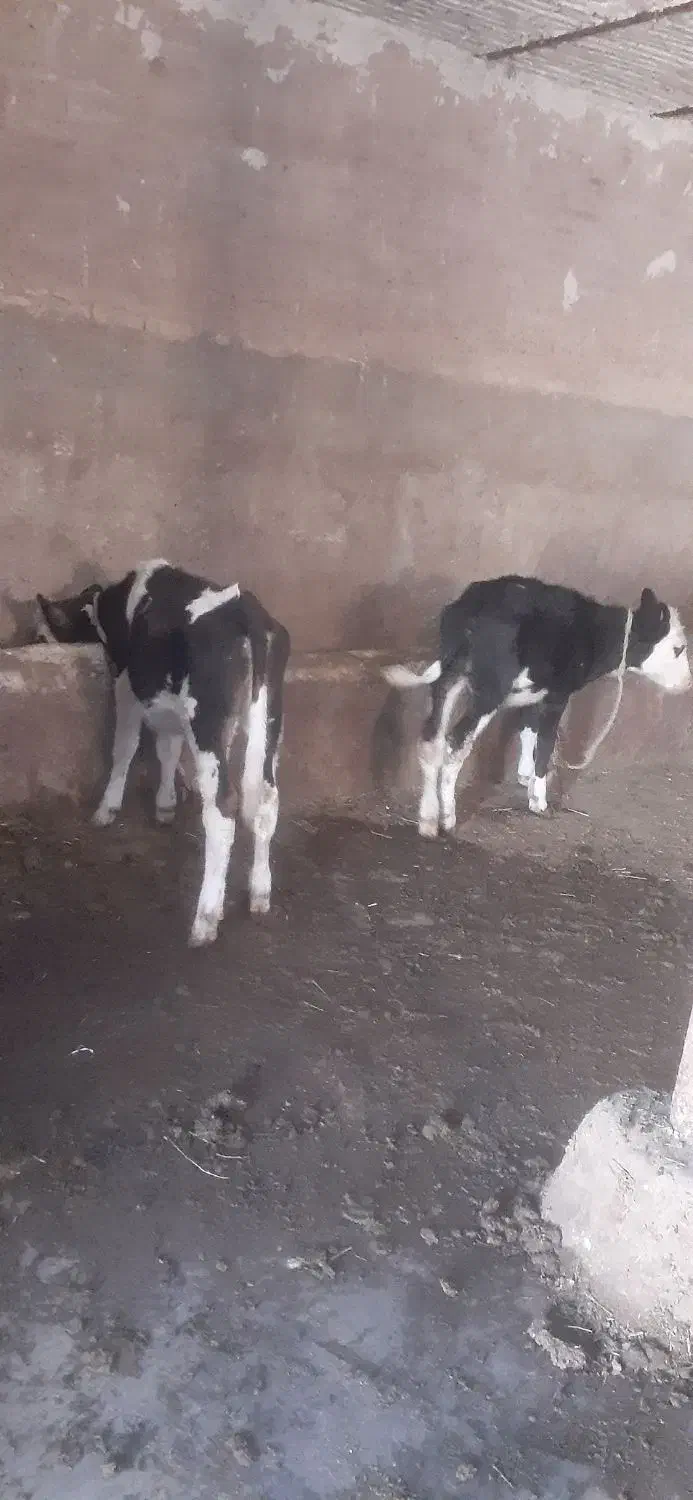 گوساله ماده سمینتال|حیوانات مزرعه|تبریز, |دیوار