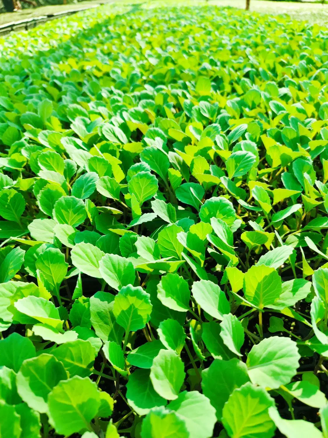 فروش نشا کلم پیچ تاکی|خدمات باغبانی و درختکاری|توکهور, |دیوار